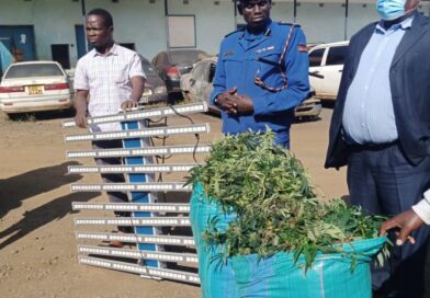 Police uncovers bhang worth Ksh.1M planted in a house in Eldoret.