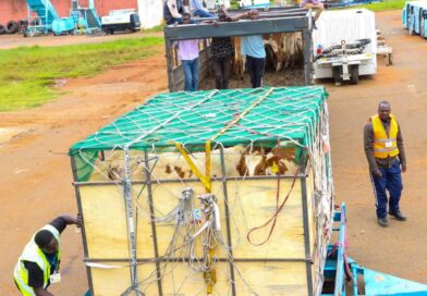 Uasin Gishu Farmers Export 50 Dairy Cows to Nigeria in Landmark Livestock Deal.